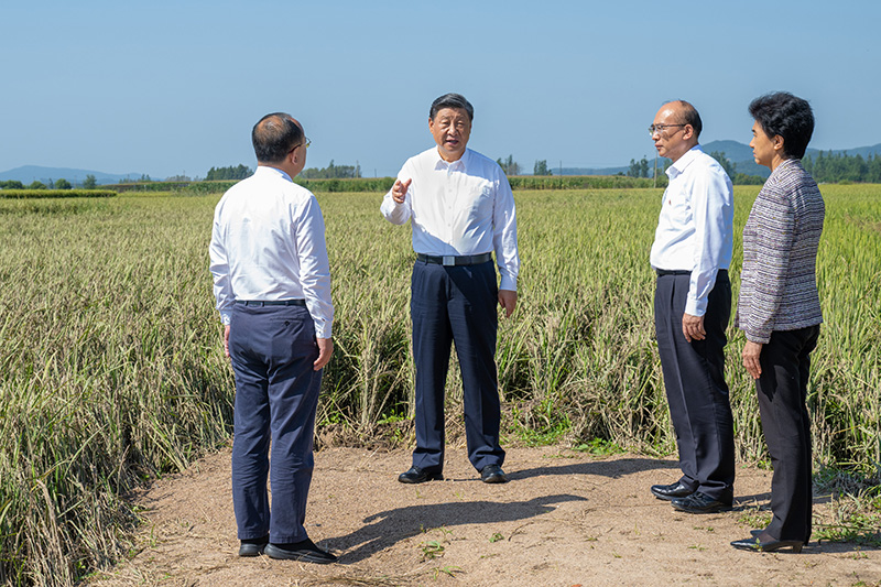 9月6日至8日，中共中央總書記、國家主席、中央軍委主席習(xí)近平在黑龍江考察。這是7日上午，習(xí)近平在遭受洪澇災(zāi)害的哈爾濱尚志市老街基鄉(xiāng)龍王廟村，察看水稻受災(zāi)情況。